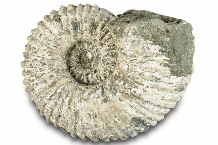 Bumpy Ammonite (Douvilleiceras) Fossil - Madagascar #289096